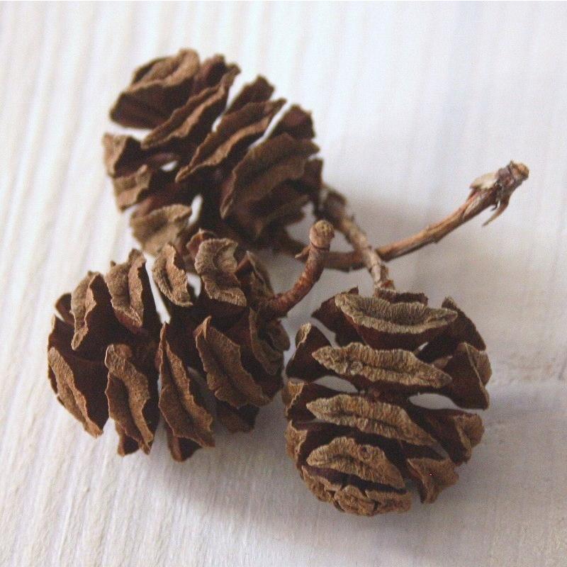 天然素材 メタセコイアの実個 木の実 Meta 1 素材屋 金魚 通販 Yahoo ショッピング