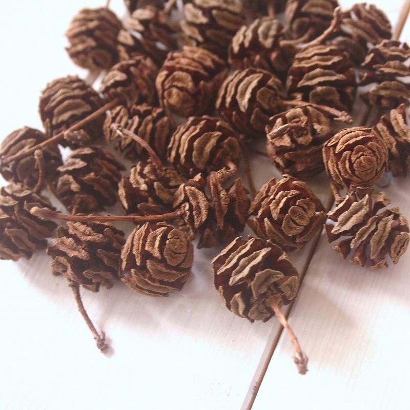 天然素材 メタセコイアの実個 木の実 Meta 1 素材屋 金魚 通販 Yahoo ショッピング