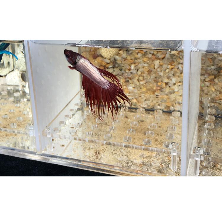 アクリル水槽 ベタ グッピー 魚 繁殖 孵化 隔離ボックス ベタ 製品名 フィッシュ