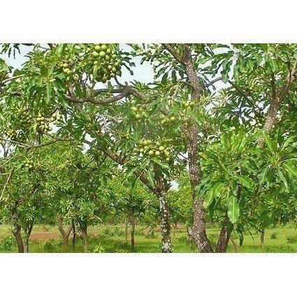 Spa Hinoki オーガニック シアバター 140g エコサート コスモスオーガニック認証 スパヒノキ公式ショップ 送料無料 Spa Hinoki 通販 Yahoo ショッピング