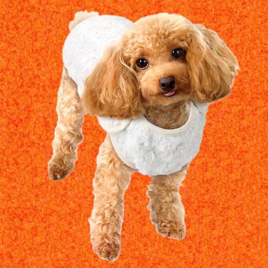 GONTA CLUB マルカン 蓄熱着る毛布 Sサイズ DA-160 : スパニエル