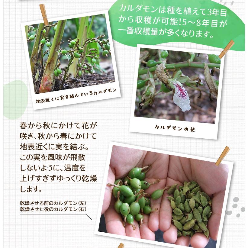 カルダモンパウダー 100g チャック付袋 カルダモン カルダモン粉末 レビュープレゼント SPANION | SPANION | 08