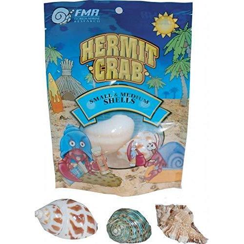ワンピなど最旬ア Florida Marine Research Sfm Hermit Crab Shell Medium 3 Piece Per Pa Wantannas Go Id