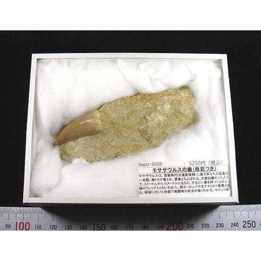 モササウルスの歯母岩つきblapiz-0020｜specimen-lapiz｜02