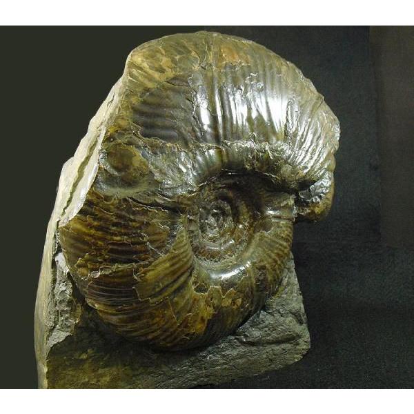 アンモナイト　北海道産 群集標本！北海道産母岩付きアンモナイト（Ammonite