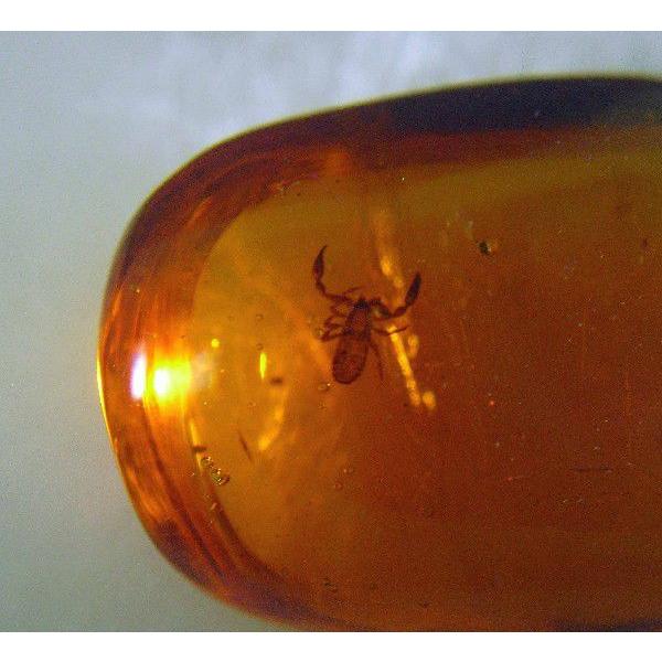 ドミニカ産琥珀　虫入り琥珀　約4・5グラム 虫入り琥珀ドミニカ産サソリモドキ（Pseudoscorpion）0734