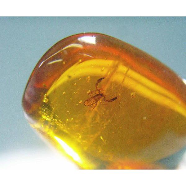 ドミニカ産琥珀　虫入り琥珀　約4・5グラム 楽天市場】虫入り琥珀(コハク)ドミニカ産 : ギャラリーメイスン