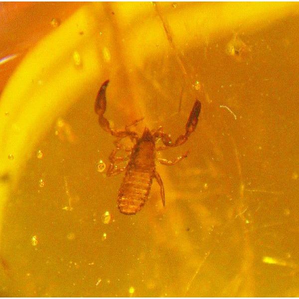 虫入り琥珀ドミニカ産サソリモドキ（Pseudoscorpion）0734 : ラピス