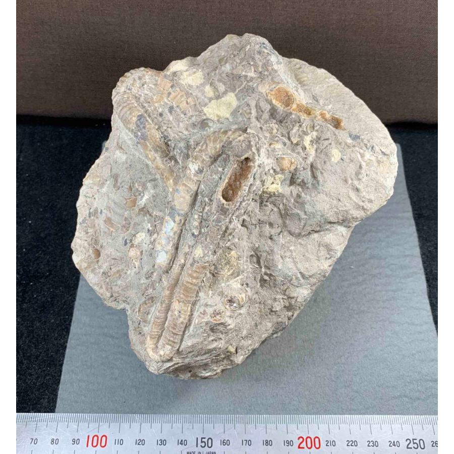 アンモナイト ディプロモセラス科群生/ポリプチコセラス 1489 : ラピス