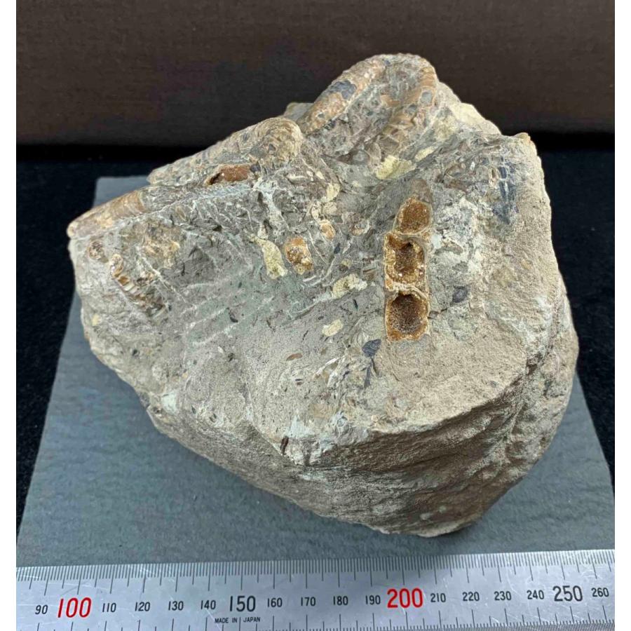 九州産 アンモナイト ポリプチコセラス 希少 thumbnail2.webp