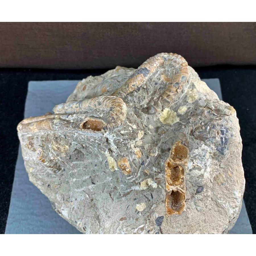 北海道アンモナイト ポリプチコセラス群生標本 多面で化石が散見されるマルチ標本、北海道の白亜紀の地層を代表する