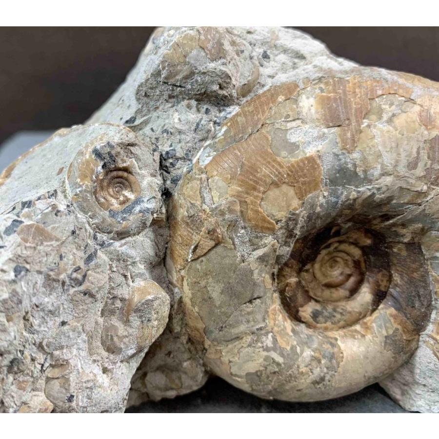 アンモナイト ゴードリィセラス・テヌイリラタム 1492 : ラピス - 通販