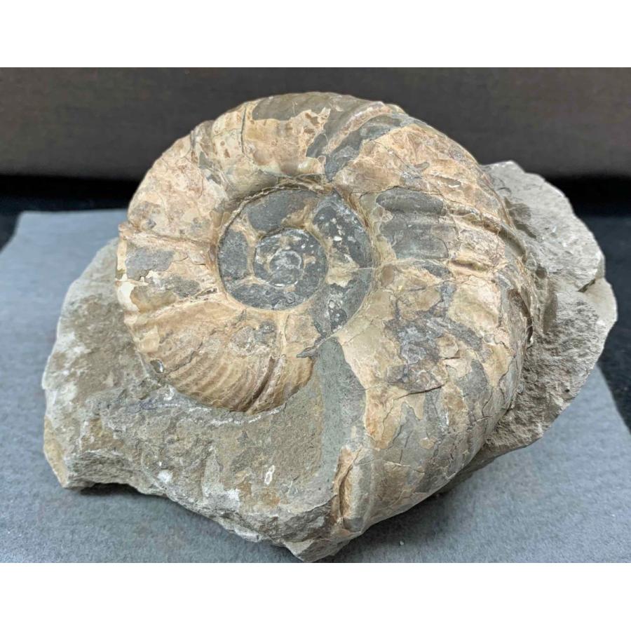 アンモナイト メゾプゾシア・パシフィカ　1496