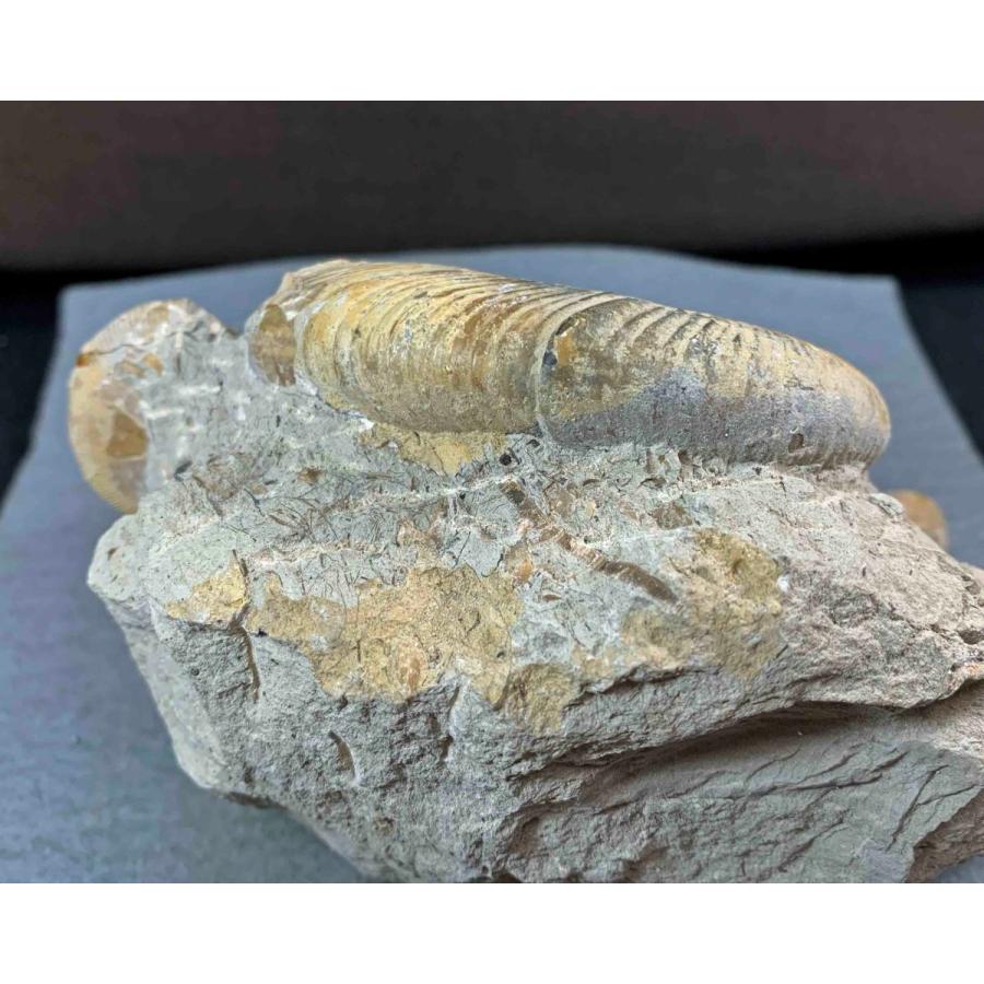 アンモナイト ヨコヤマオセラス・イシカワイ 1497 : ラピス - 通販