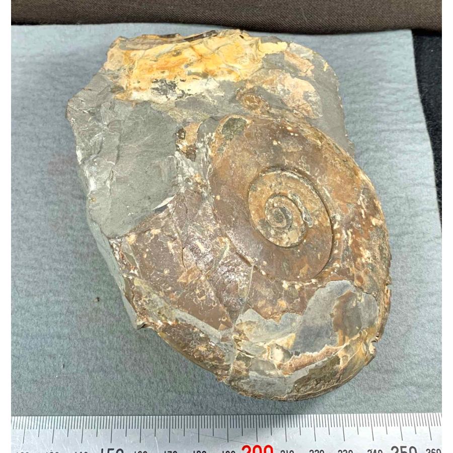 アンモナイト ハウエリセラス・アングスタム 1500 : ラピス - 通販