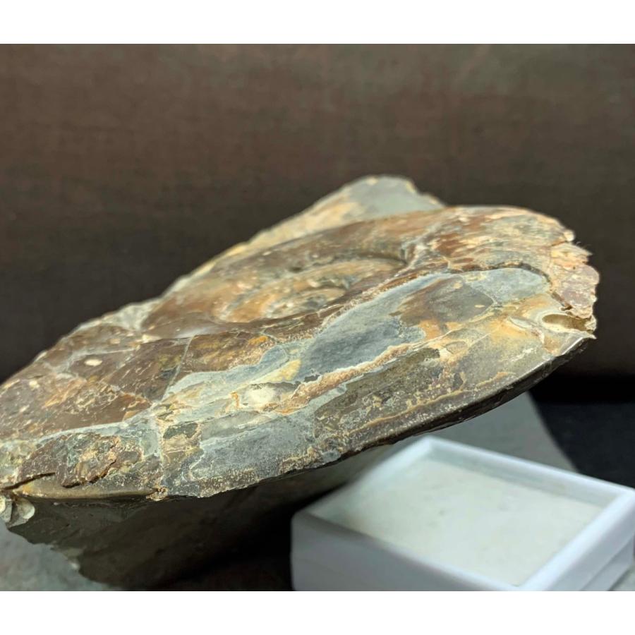 アンモナイト　ハウエリセラス　美麗標本　特大　97mm アンモナイト ハウエリセラス 特大 美麗標本 97mm