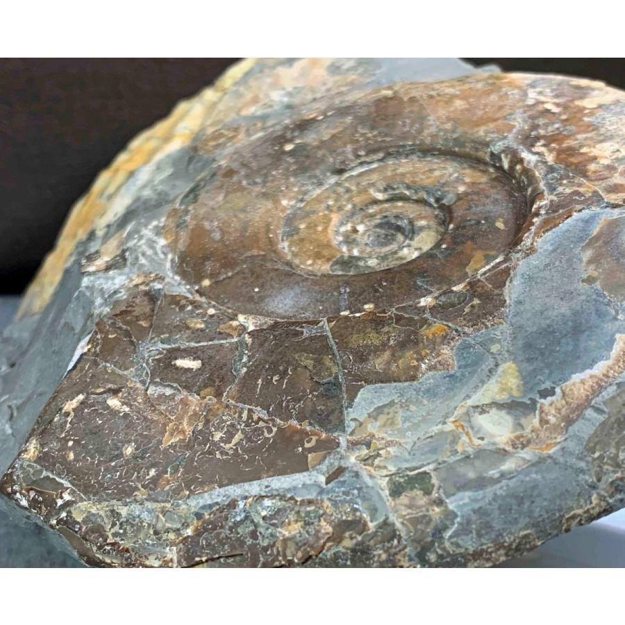 アンモナイト ハウエリセラス・アングスタム 1500 : ラピス - 通販