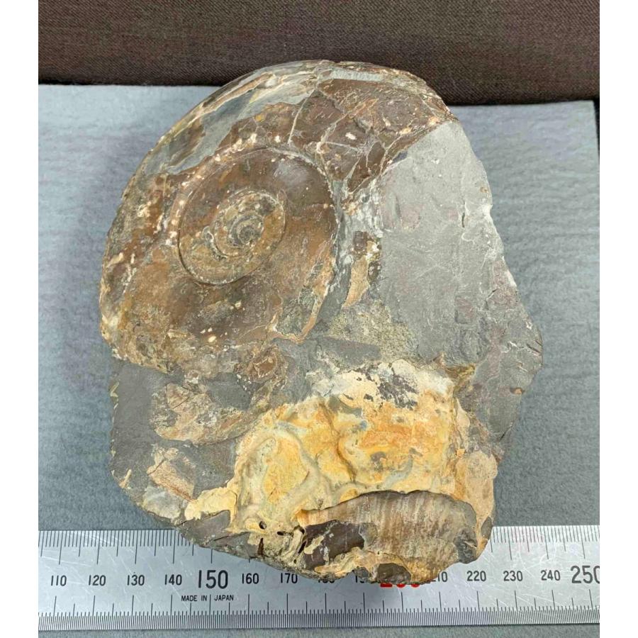 アンモナイト ハウエリセラス・アングスタム 1500 : ラピス - 通販