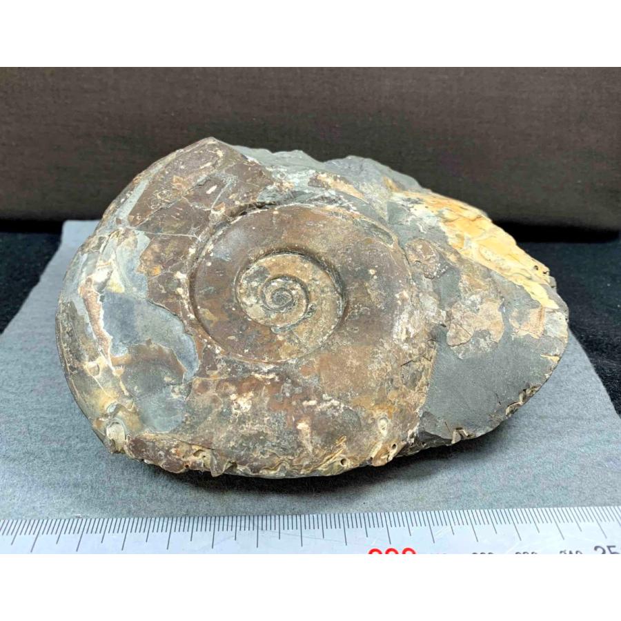 アンモナイト ハウエリセラス・アングスタム 1500 : ラピス - 通販