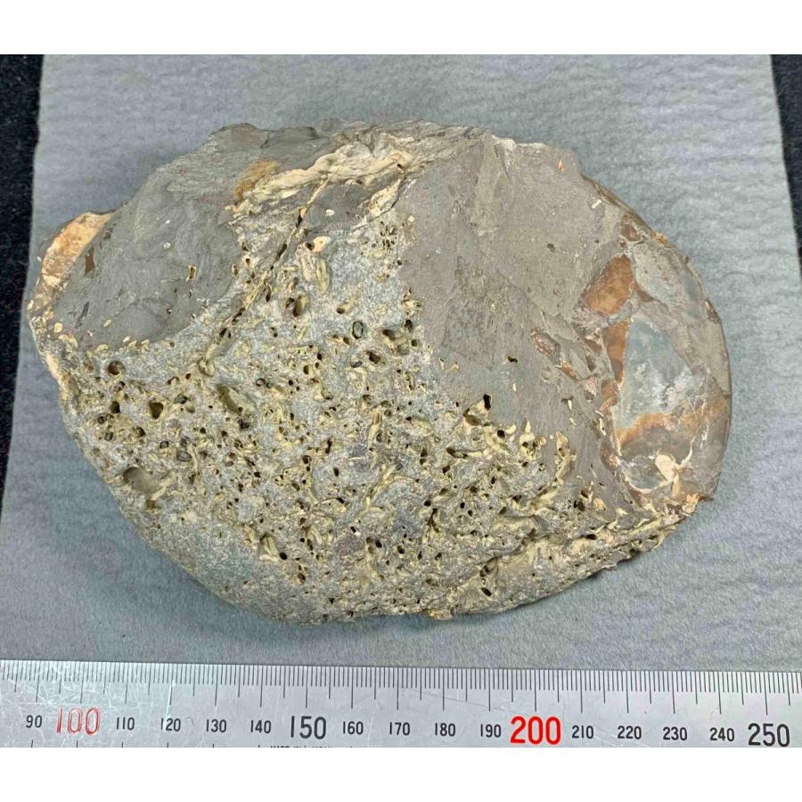 アンモナイト　ハウエリセラス　美麗標本　特大　97mm 北海道 アンモナイト 綺麗な世界最薄アンモナイトの