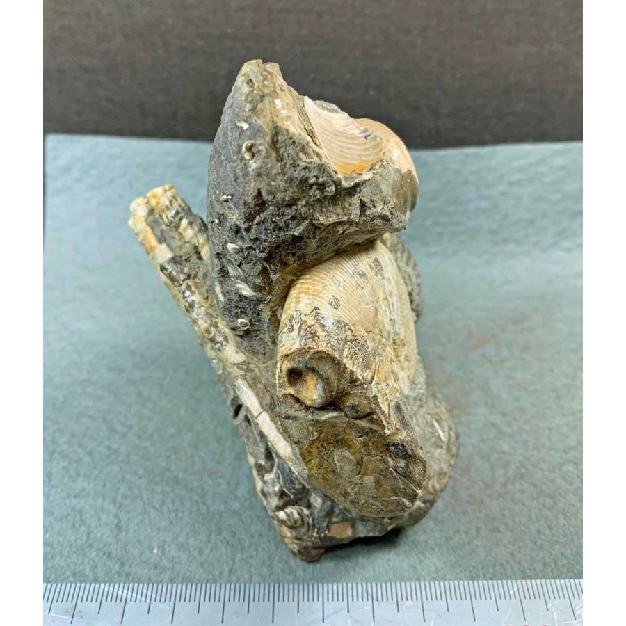 アンモナイト ポリプチコセラス バキュリテス 1607 : ラピス - 通販