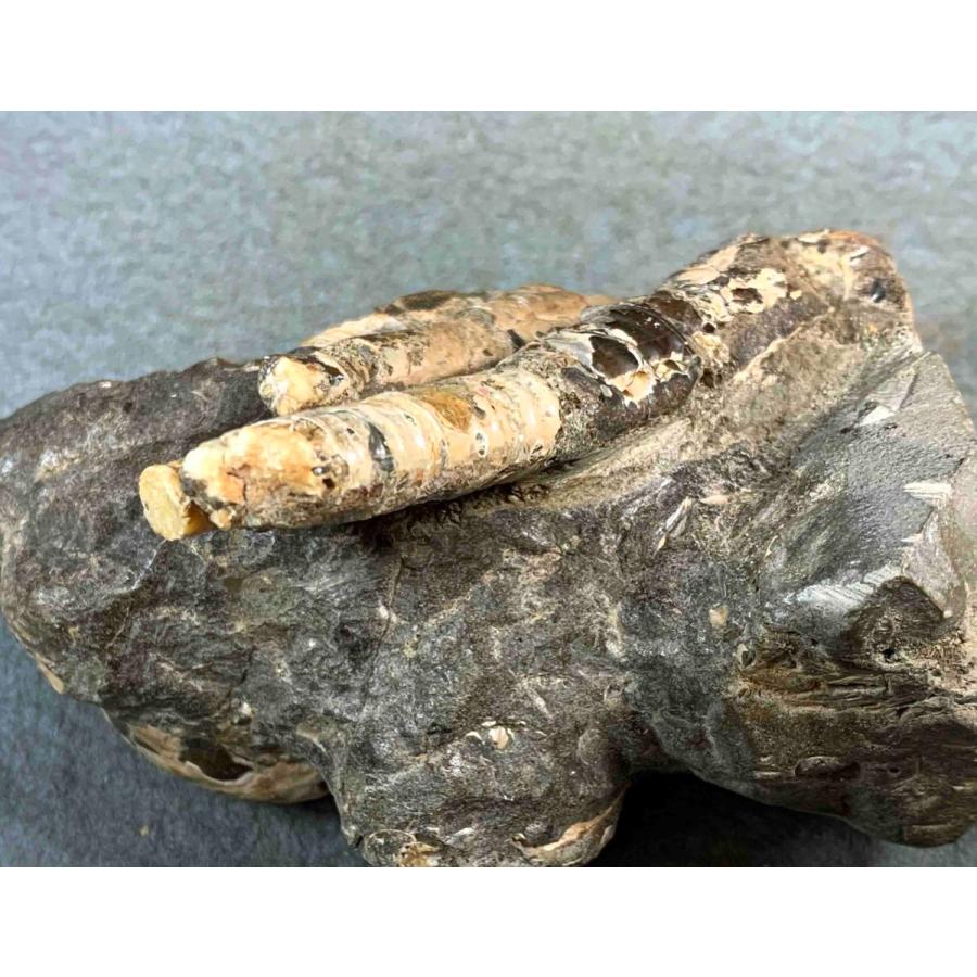 九州産　アンモナイト　ポリプチコセラス　希少 九州産 アンモナイト ポリプチコセラス 希少