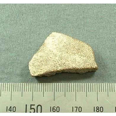 恐竜の卵（サルタザウルス）の化石2032 : ラピス - 通販 - Yahoo