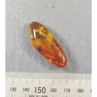 化石 ギャラリーメイスン 3千万年前の虫を内包したドミニカ産の虫入り 