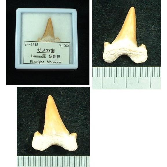 サメの歯化石2215｜specimen-lapiz