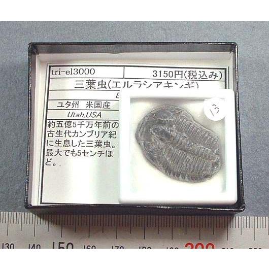 三葉虫エルラシア3013 : tri-el3013 : ラピス - 通販 - Yahoo!ショッピング