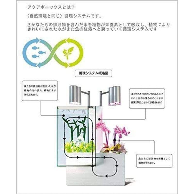 お買い得！ 家庭用 アクアポニックス ブリオ 本体 brio 水槽 セット ホワイト brio35 お洒落 【F1561433150】(56550円)