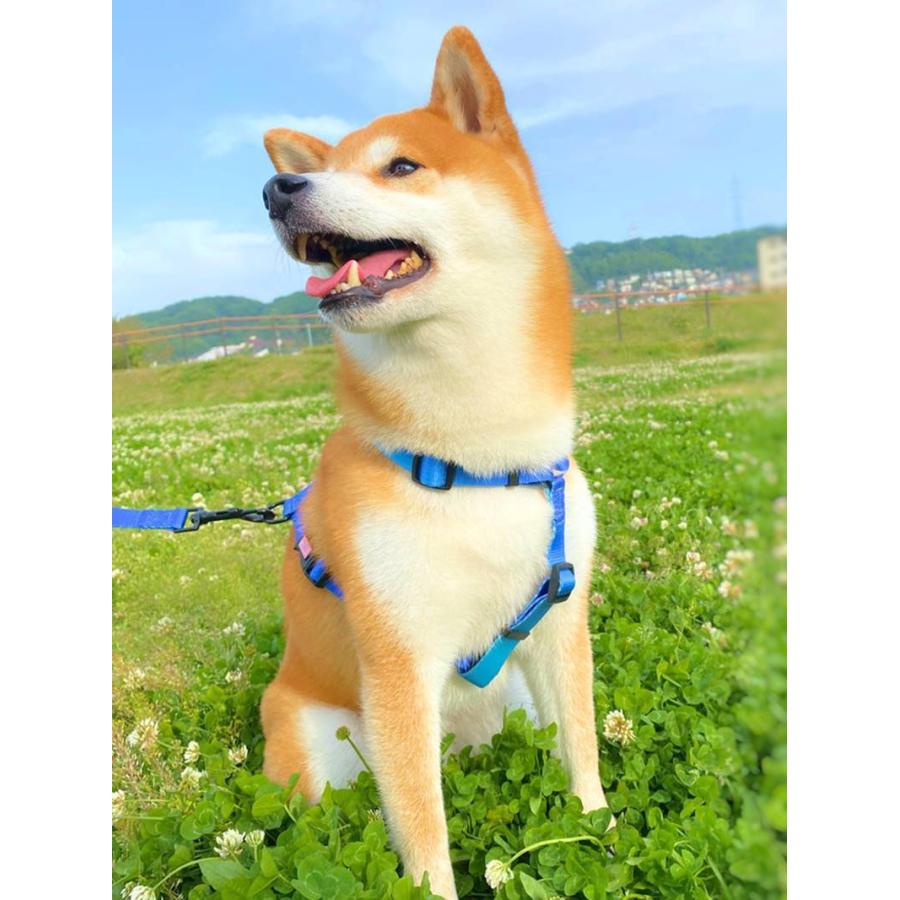 犬用ハーネス 犬用品 brand new planet CANDYハーネス Sサイズ