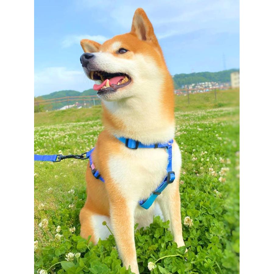 犬ハーネスリード2頭用brand new planet