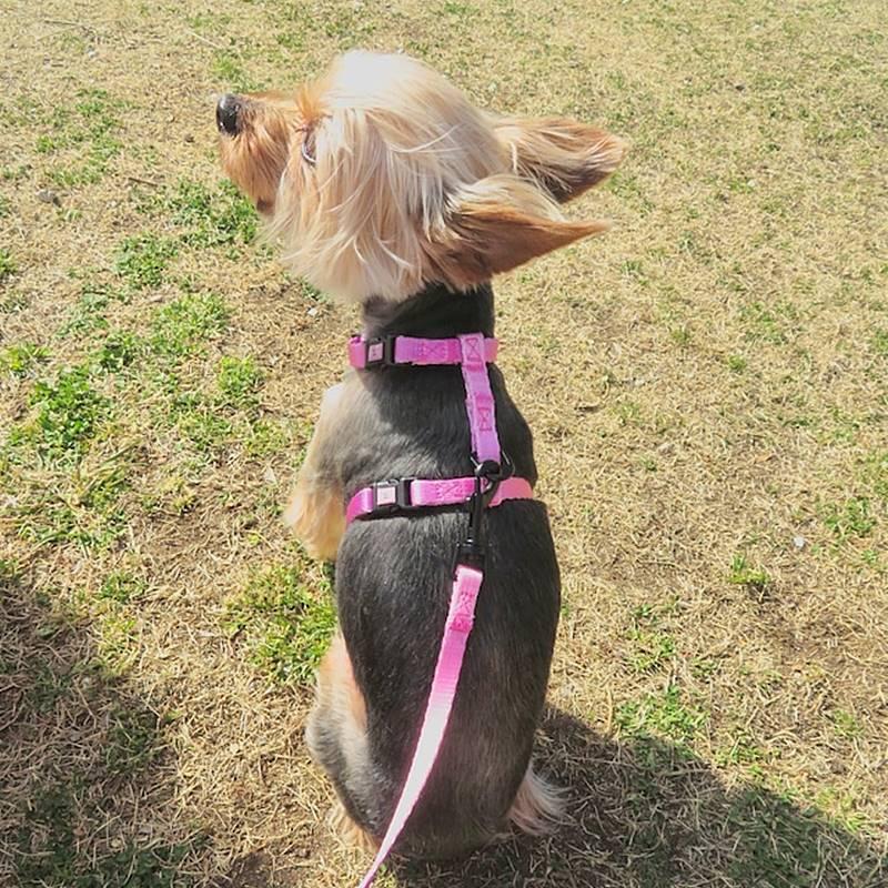 犬用ハーネス 犬用品 brand new planet CANDYハーネス XSサイズ