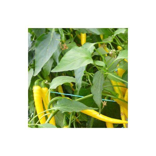 黄金唐辛子 国産最高級品 パウダー Golden Chili 10g 商品合計0g以下でネコポス可 Ougon Jp Powder001 スパイスの専門店 スパイスラック 通販 Yahoo ショッピング