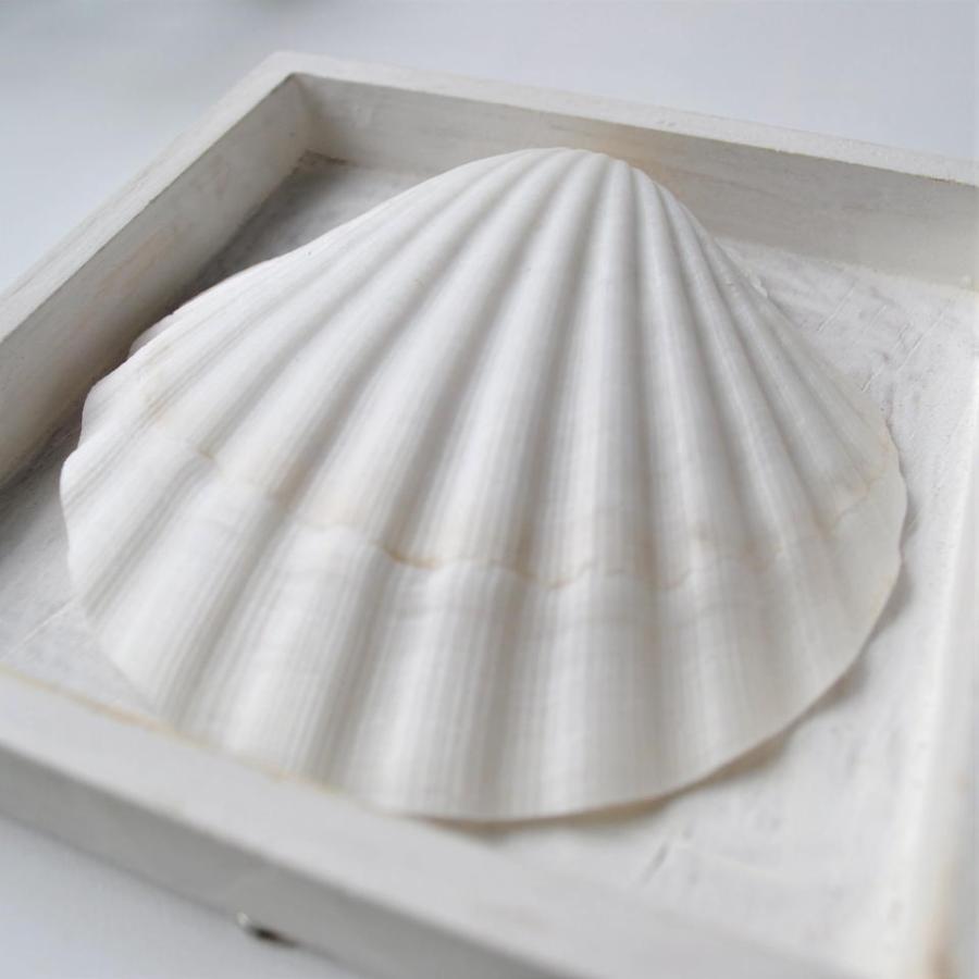 シェルの壁掛け 壁飾り かわいい インテリア アクセント ギフト 西海岸 コースタルリビング |  | 01