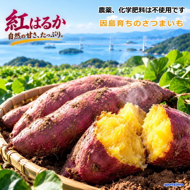 さつまいも 5kg 紅はるか 因島産 農薬未使用 化学肥料不使用 大きさ