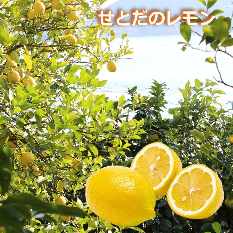 レモン 3キロ 瀬戸田レモン 瀬戸内 せとだ しまなみ せとうち レモン 3キロ 瀬戸田レモン 瀬戸内 せとだ しまなみ せとうち