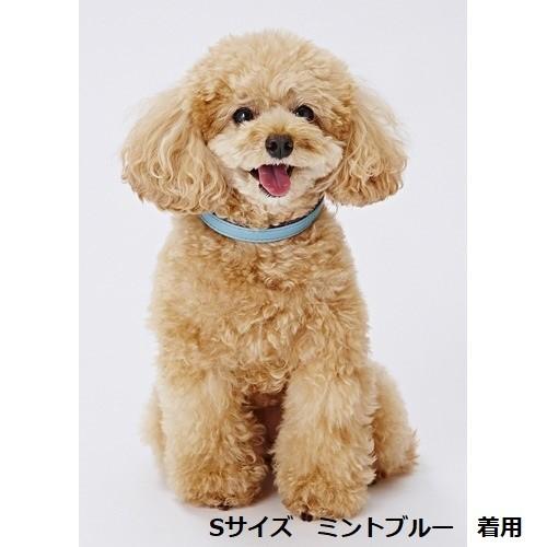 ペティオ 平首輪 ソフティレザーカラー S ブルー・レッド 小型犬 首輪 犬用 トイプードル・シーズー・キャバリア・パグ等 | Petio | 02