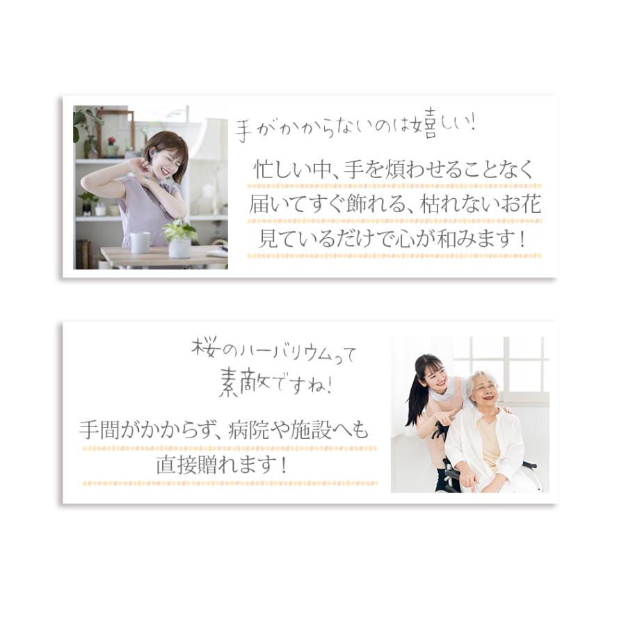 クリスマス 2025 スイーツ ラッピング 付き ハーバリウム 丸瓶 / プレゼント ギフト 誕生日 お祝い 花 桜 プリザーブドフラワー 爆買 |  | 06