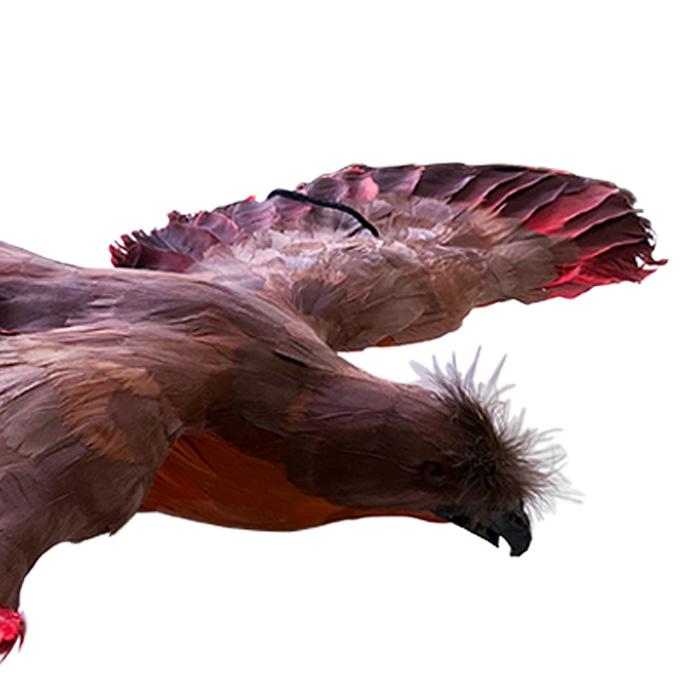 鳥よけ 鳥よけ鷹 鳥よけグッズ 鳥対策グッズ 鳥 カラス 撃退 忌避