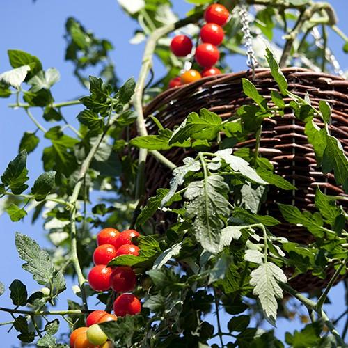 ラタンハンギングバスケットS 籐 吊り下げ 寄せ植え 観葉植物 かご