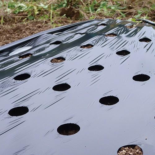 セフティー3 ステンマルチ穴あけ 100mm 穴あき 黒マルチ マルチシート