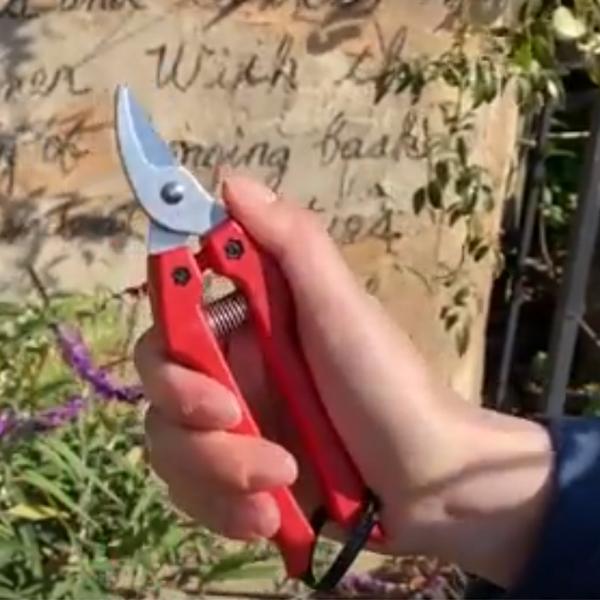 J*C様 最終値下　新品未使用　アルス　剪定鋏植木鋏　4本まとめ売り Amazon | アルスコーポレーション アルス 剪定鋏 ブイエスエイト