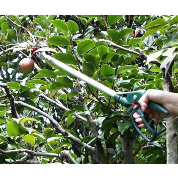 アルス ロング剪定バサミ 長さ60cm 剪定鋏 摘果鋏 収穫 庭木 バラ 家庭