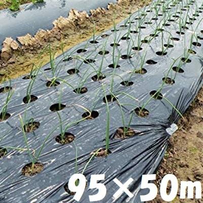 愛農 黒マルチ 穴あきマルチ 95cm×50m 5列 黒マルチシート 穴開き 