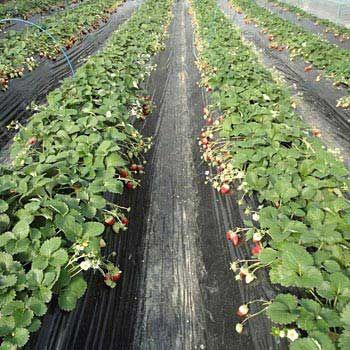 AINO 黒マルチ 135cm×50m 厚0.02mm センターライン入 黒マルチシート