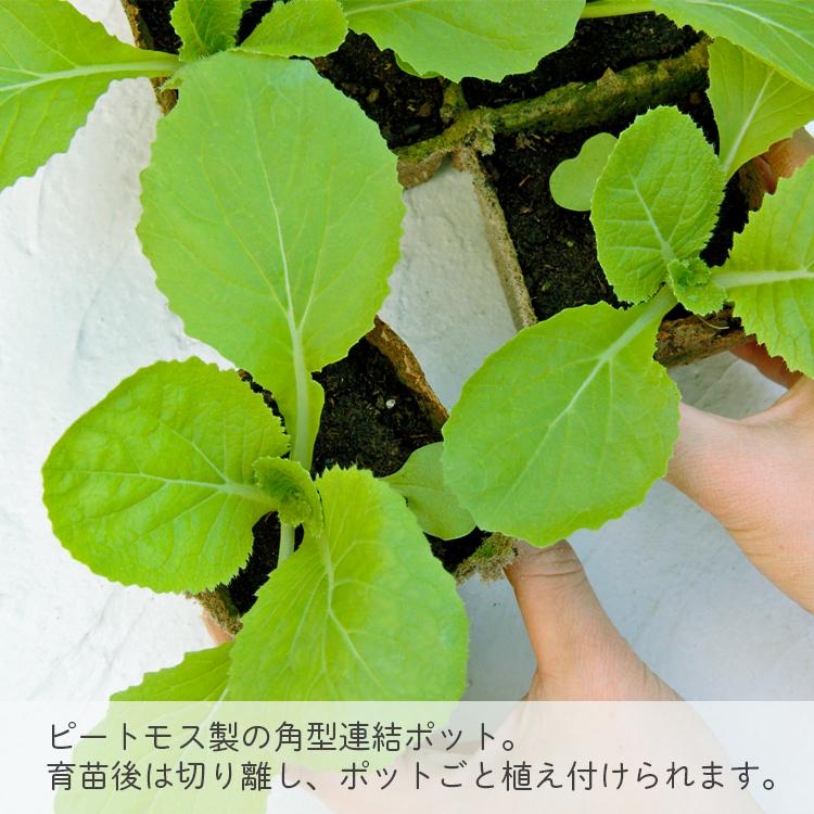 サカタのタネ（サカタノタネ） 法人様限定 サカタ 育苗ポット 天然素材