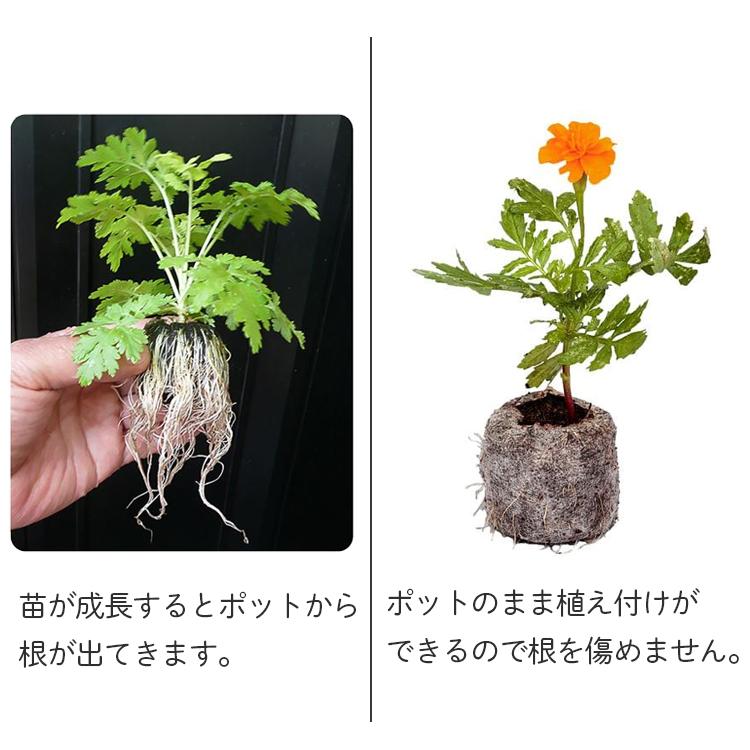 サカタのタネ（サカタノタネ） ジフィーセブン 直径30mm 48個入り