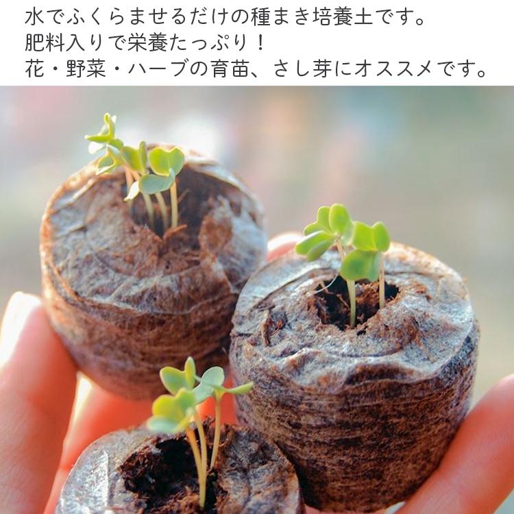 大きめ発芽苗　30本 サカタのタネ（サカタノタネ） ジフィーセブン 直径30mm 48個入り